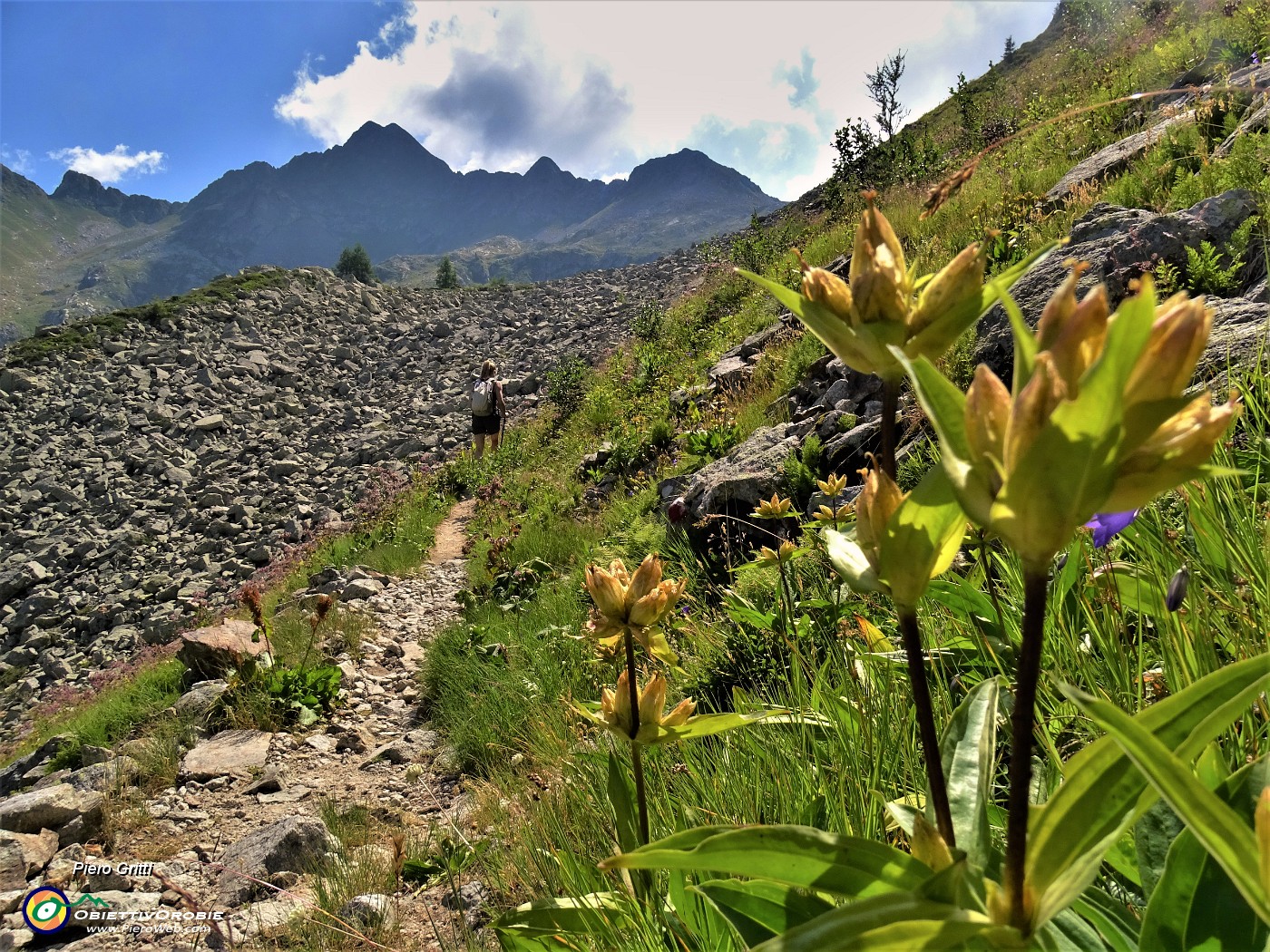 19 Gentiana punctata (Genziana maculata) sul sent. 201 salendo al Lago di Sopra.JPG